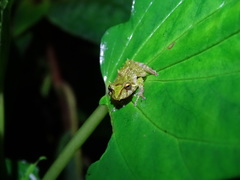 Pristimantis llanganati