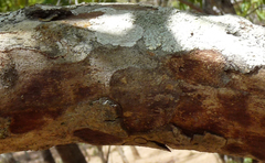 Pericopsis angolensis