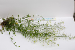 Arabidopsis halleri