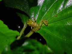 Pristimantis llanganati