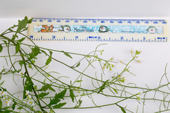 Arabidopsis halleri