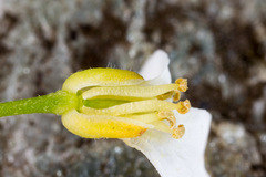 Arabidopsis halleri