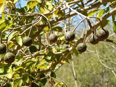 Manzana de playa