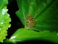 Pristimantis llanganati