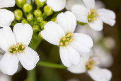 Arabidopsis halleri
