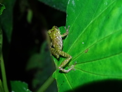 Pristimantis llanganati