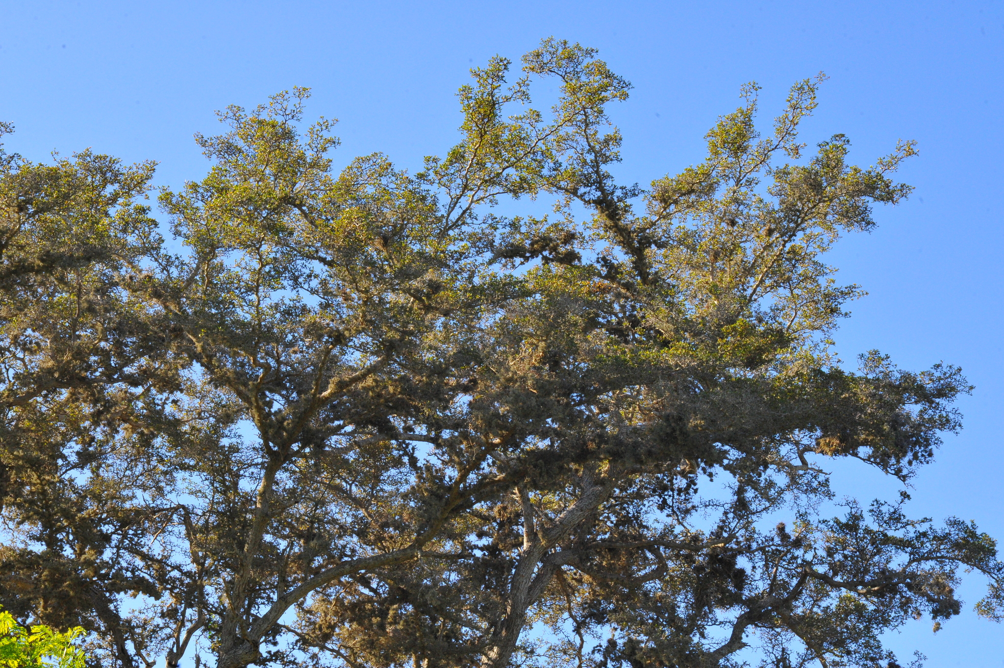 Terminalia molinetii