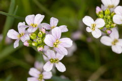 Arabidopsis halleri