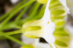 Arabidopsis halleri