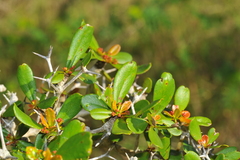 Terminalia molinetii