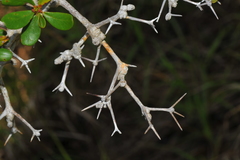 Terminalia molinetii