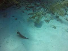 Dactylopterus volitans