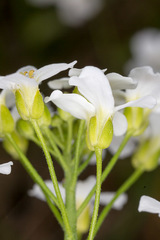 Arabidopsis halleri