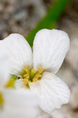 Arabidopsis halleri
