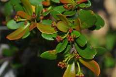 Terminalia molinetii