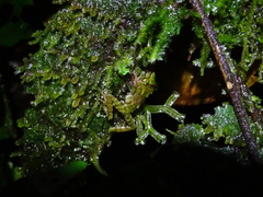 Pristimantis llanganati