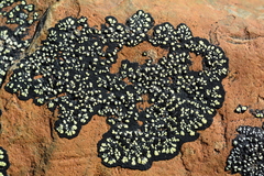 Rhizocarpon geographicum image