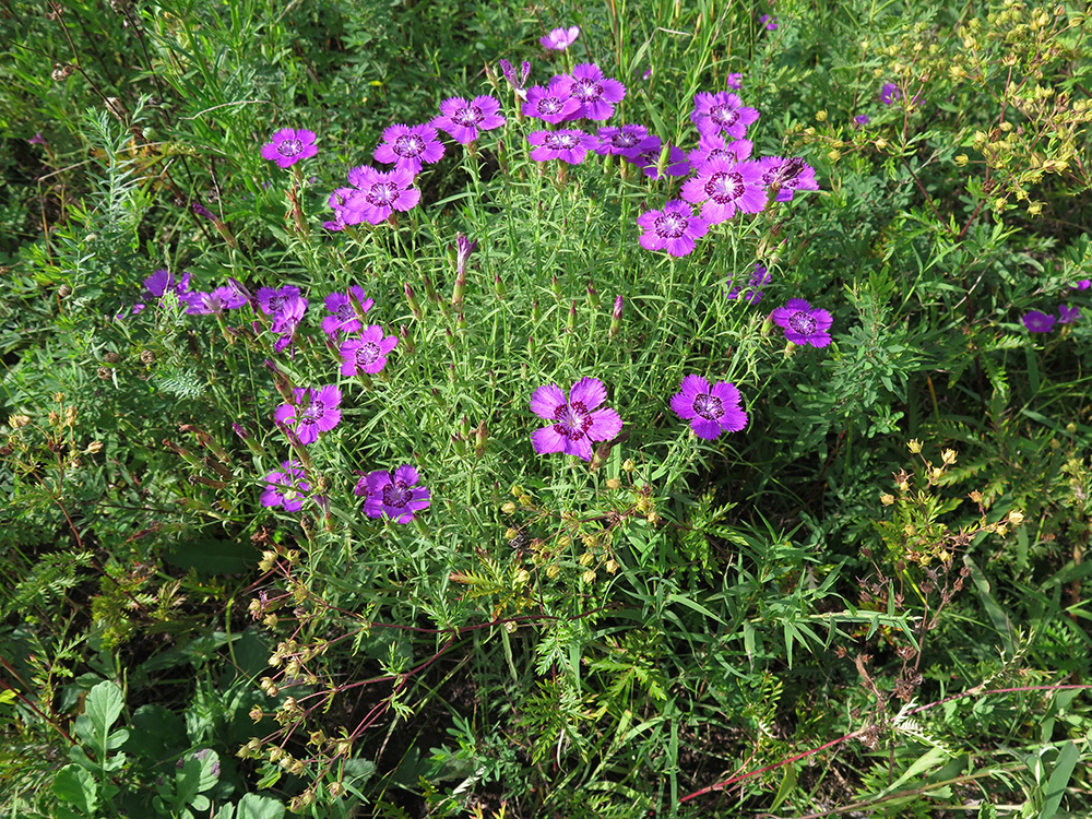 Clavelina (Dianthus chinensis) · NaturaLista Colombia