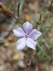 Ipomopsis laxiflora
