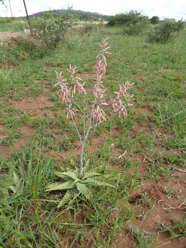 Aloe ammophila