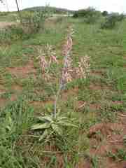Aloe ammophila