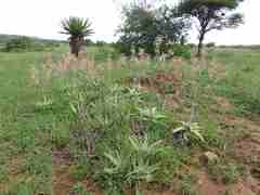 Aloe ammophila