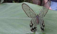 Pseudohaetera hypaesia