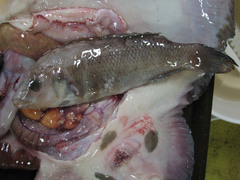 Tautogolabrus adspersus