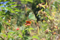 Itaballia demophile centralis