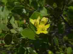 Grewia vernicosa