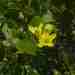 Grewia vernicosa - Photo (c) Andrew Hankey, algunos derechos reservados (CC BY-SA), subido por Andrew Hankey