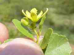 Grewia vernicosa