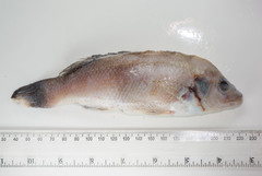 Tautogolabrus adspersus