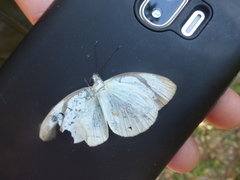 Itaballia demophile centralis