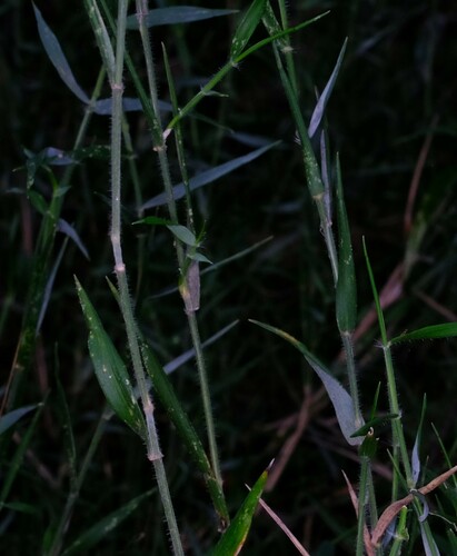 Image of Tetrarrhena distichophylla by (c) Peter Crowcroft, some rights reserved (CC BY)