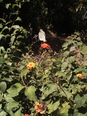 Itaballia demophile centralis