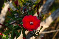 Ipomoea microdactyla