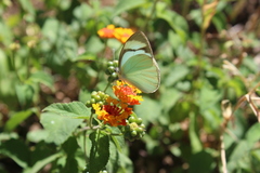 Itaballia demophile centralis