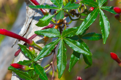 Ipomoea microdactyla