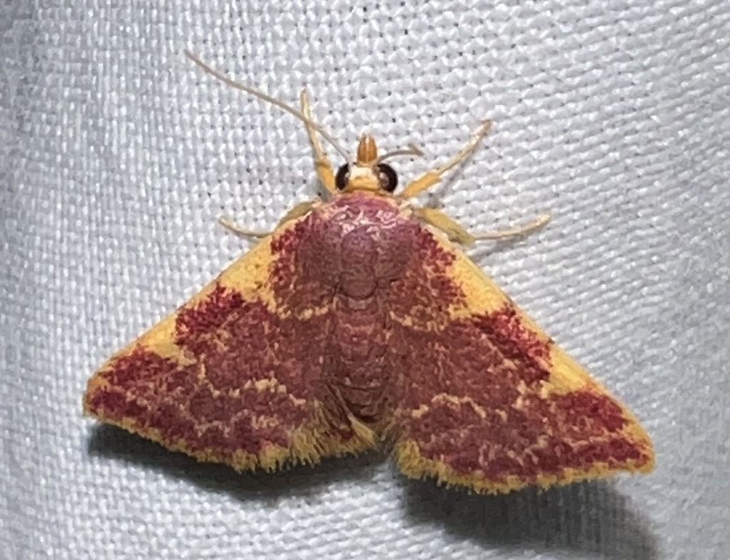 Corgatha porphyrea