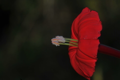 Ipomoea microdactyla