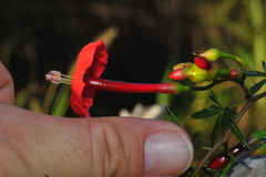 Ipomoea microdactyla