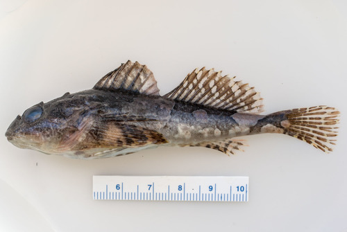 Grubby sculpin (Myoxocephalus aenaeus) — Cottidae — 5