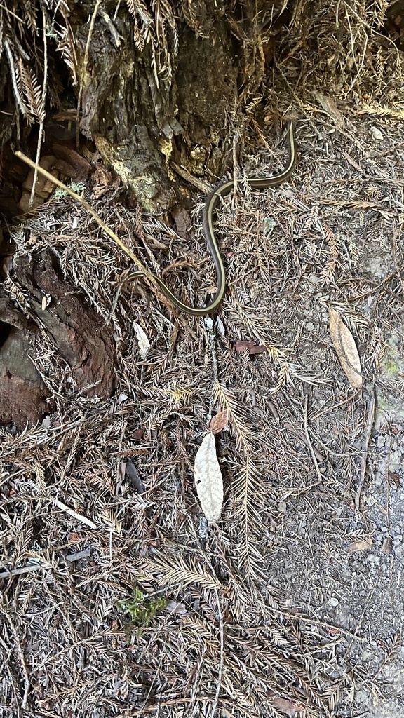 Western Terrestrial Garter Snake from El Corte de Madera Creek Preserve