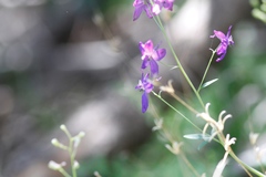 Delphinium parryi