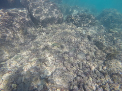 Stethojulis balteata