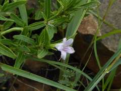Ruellia stenophylla