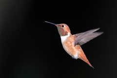 Selasphorus rufus