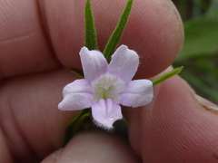 Ruellia stenophylla