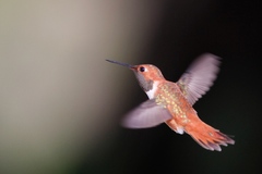 Selasphorus rufus
